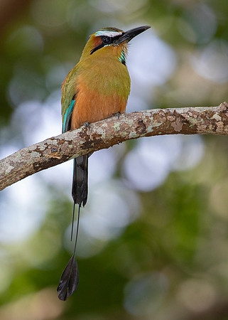 Turquoise-browed motmot KAC3726