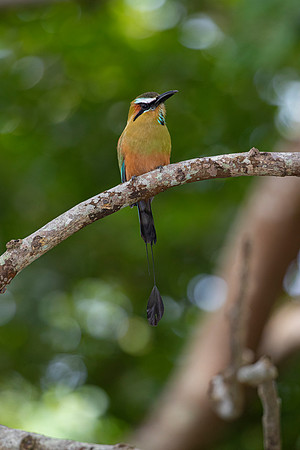 Turquoise-browed motmot KAC3730