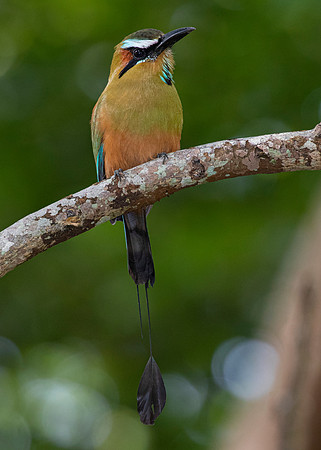 Turquoise-browed motmot KAC3732