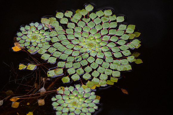 Unknown water lily KAC6233