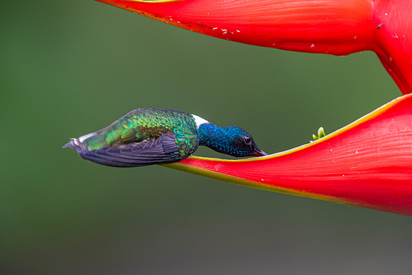 White-necked jacobin KAC4998