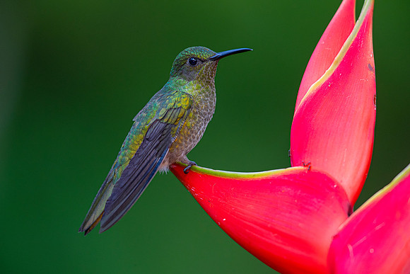 White-necked jacobin KAC5011