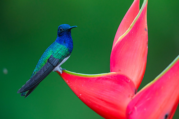 White-necked jacobin KAC5017