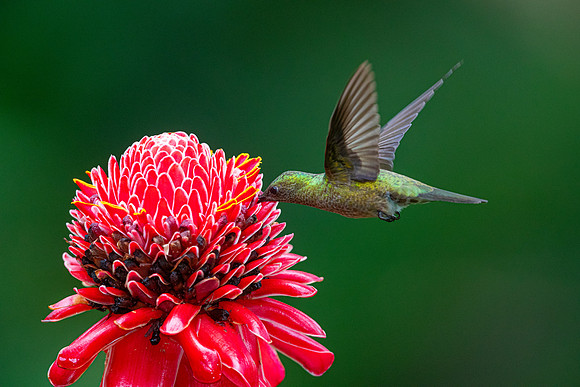 White-necked jacobin KAC5179