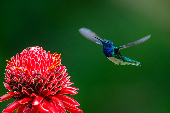 White-necked jacobin KAC5188