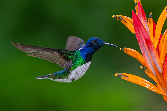 White-necked jacobin KAC5255