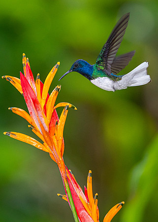 White-necked jacobin KAC5271