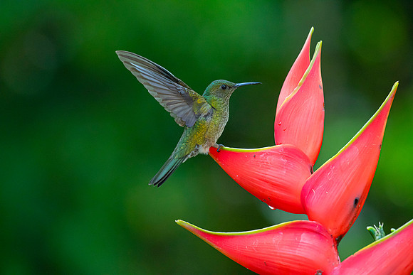 White-necked jacobin KAC5376