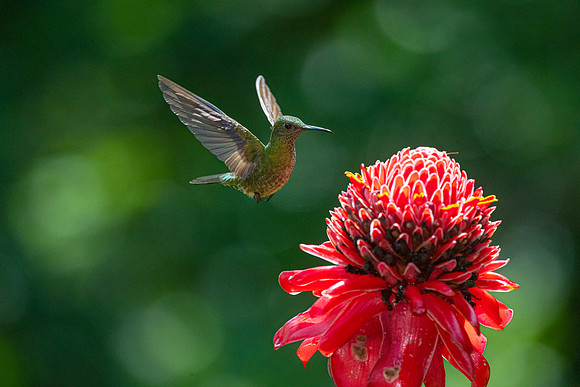 White-necked jacobin KAC5383
