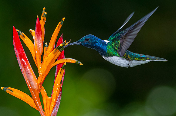 White-necked jacobin KAC5439