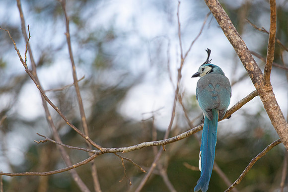 White-throated magpie-jay KAC3626