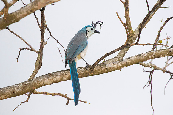 White-throated magpie-jay KAC3632