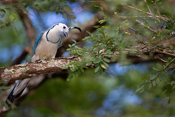 White-throated magpie-jay KAC3643