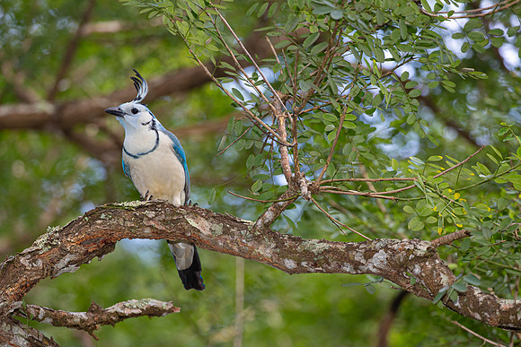 White-throated magpie-jay KAC3653