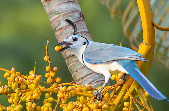 White-throated magpie-jay KAC3666