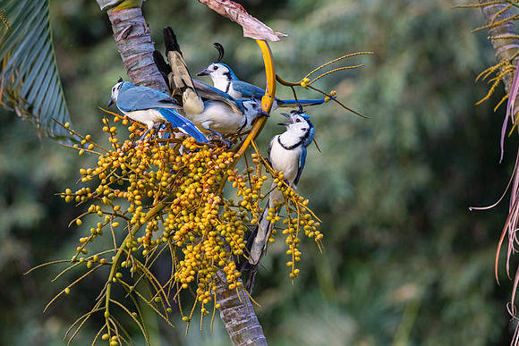 White-throated magpie-jay KAC3678