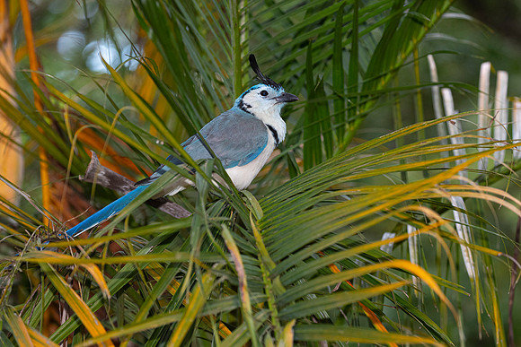White-throated magpie-jay KAC4245