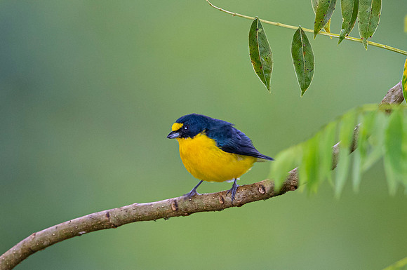 Yellow-throated euphonia KAC4068