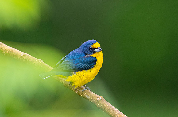 Yellow-throated euphonia KAC4076