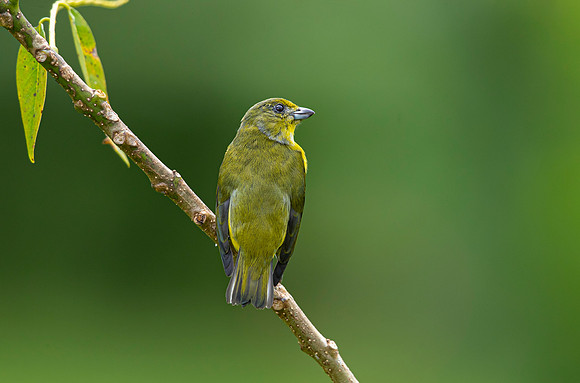 Yellow-throated euphonia KAC6845