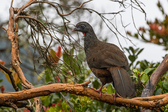 Andean guan KAC9189