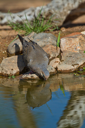 Mourning dove KAC1801