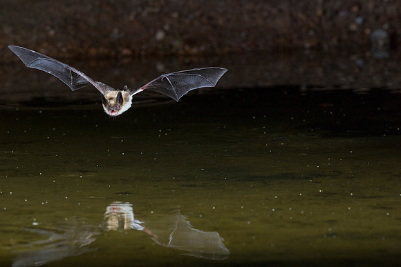Arizona myotis Bat KAC9545