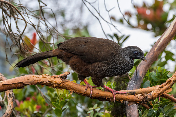 Andean guan KAC9203