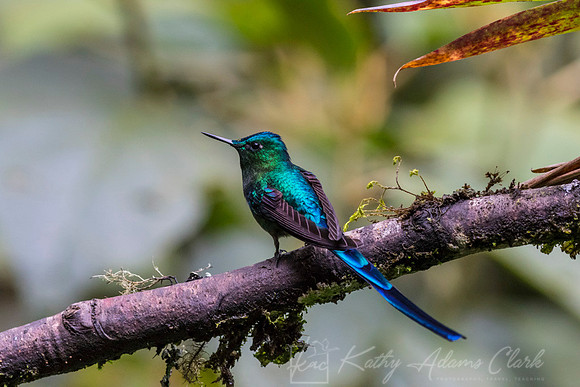 Long-tailed slyph hummingbird KAC7905