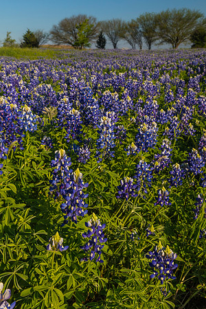 Texas Bluebonnet KAC0831
