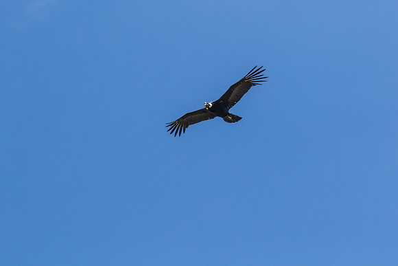 Andean Condor KAC8494
