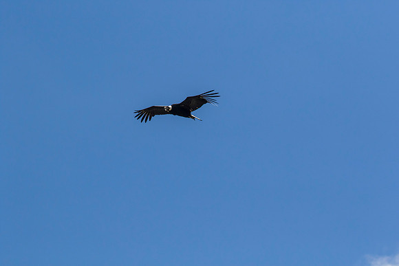 Andean Condor KAC8484