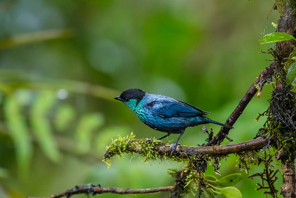 Black-capped tanager KAC0010