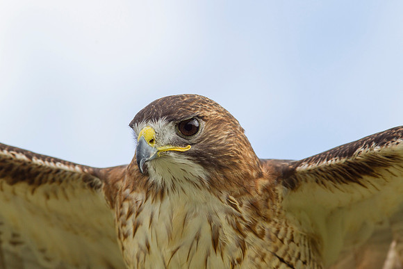 Red-tailed hawk KAC7402