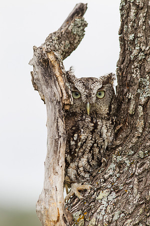 Eastern screech-owl KAC7351