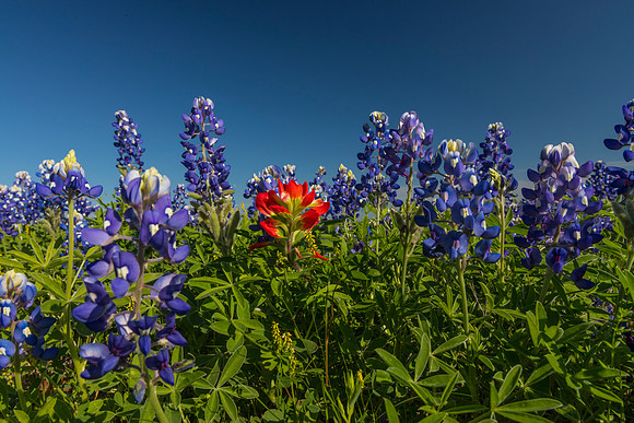 Indian Paintbrush KAC0778