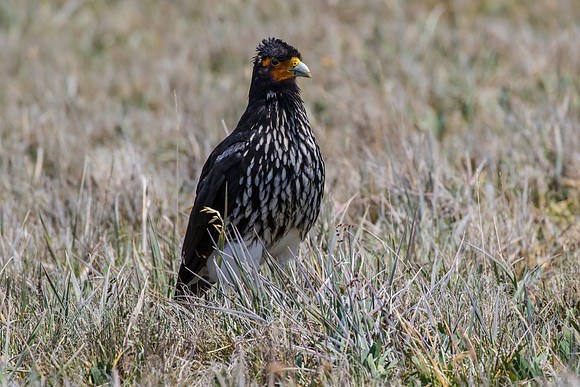 Carunculated caracara KAC8639