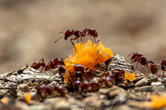 Harvester ant KAC7612