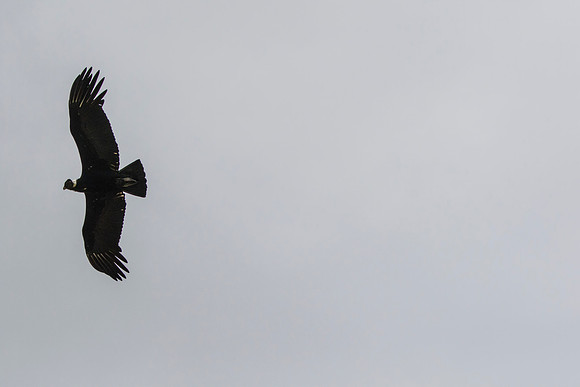 Andean Condor KAC8505