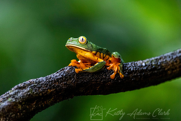 Splendid Leaf Frog KAC4662