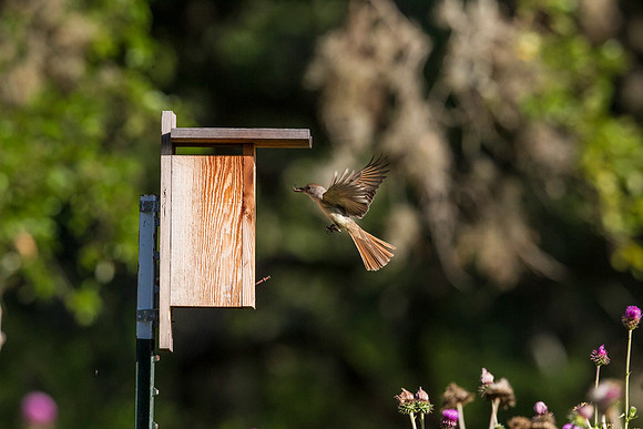 Ash-throated flycatcher KAC8361