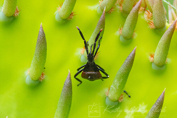Bug Species Prickly Pear KAC8009