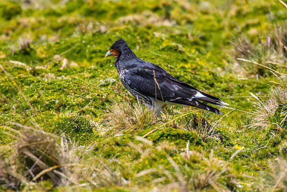 Carunculated caracara KAC8749