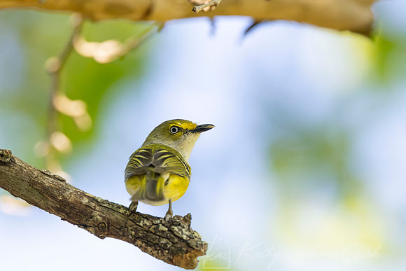 White-eyed vireo KAC6475