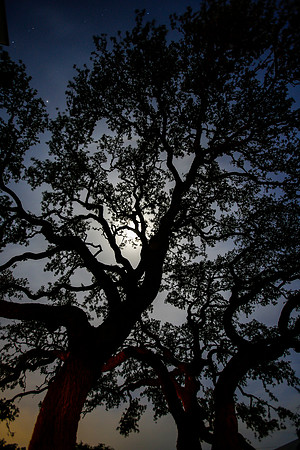 Moon through trees KAC0005