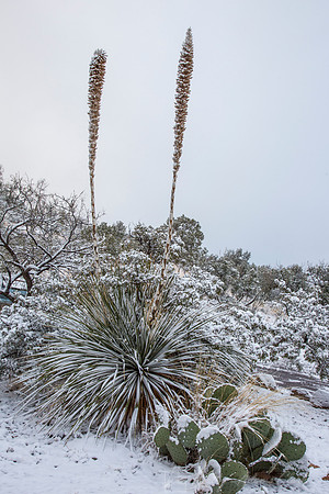 Big Bend National Park Snow KAC0671