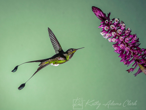 Booted racket-tail hummingbird KAC9285replaced