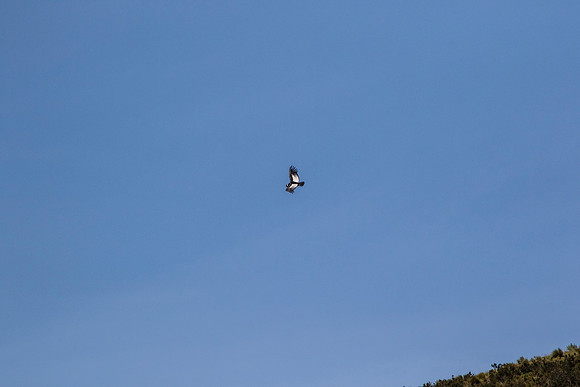 Andean Condor KAC8465