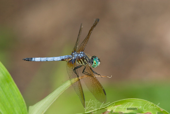 Blue Dasher (Pachydiplax longipennis) KAC070503