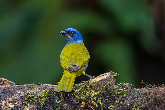 Blue-capped tanager KAC9852